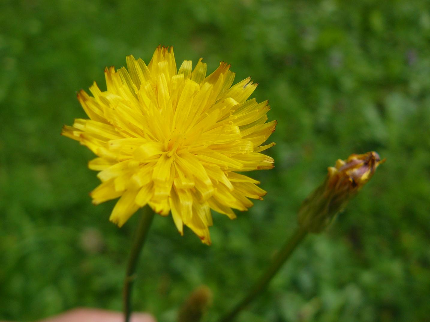 composita fiore giallo: Hypochoeris radicata